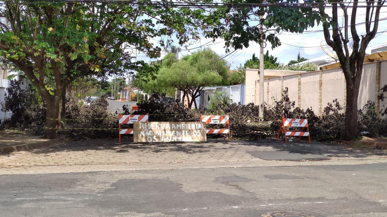 Foto 4 de 4 — Árvore que caiu na semana passada em Araraquara será retirada amanhã pela prefeitura